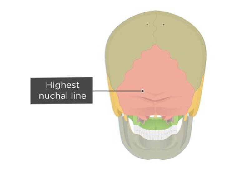 Why are nuchal lines important?