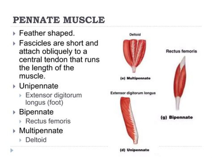 Why are pennate muscles stronger?
