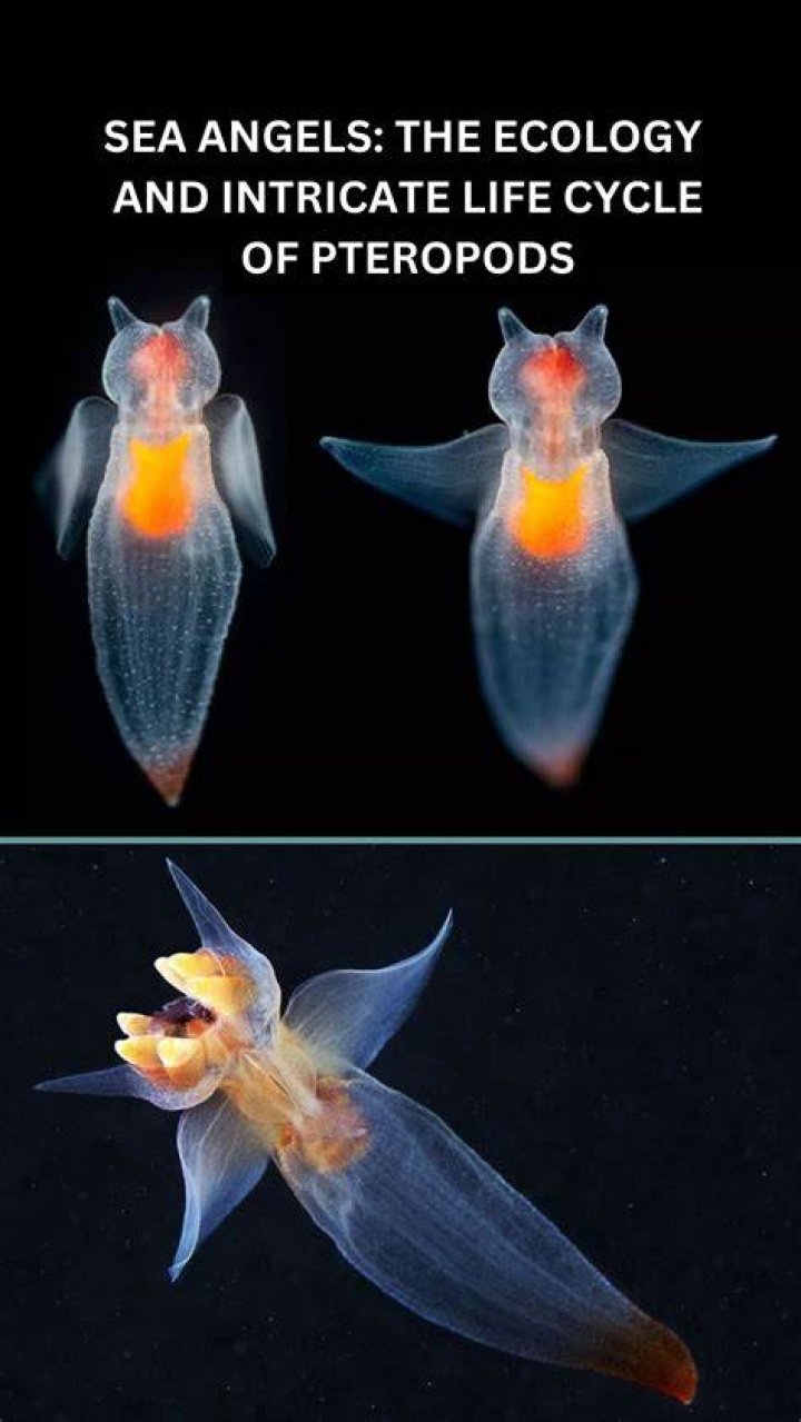 Why are pteropods called the potato chips of the sea?