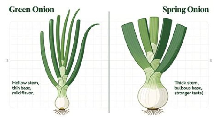 Why are spring onions called spring onions?