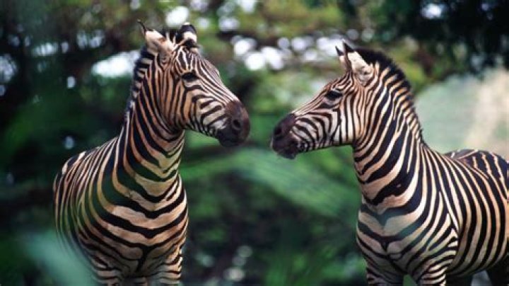 Why are zebras untamable?