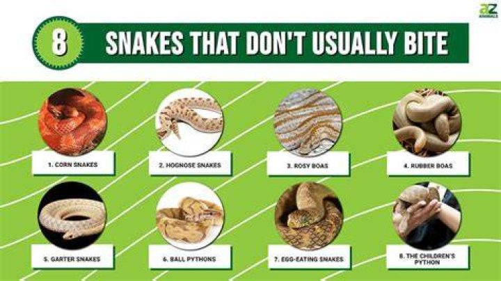 Why can't snakes be tamed?