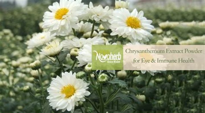 Why chrysanthemum tea bitter?