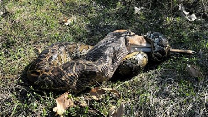 Why did apollo kill python?