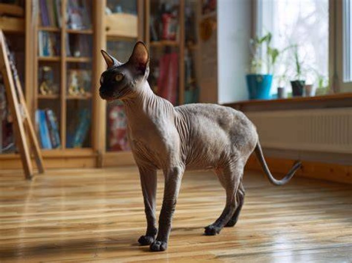 Why do birmans nip?