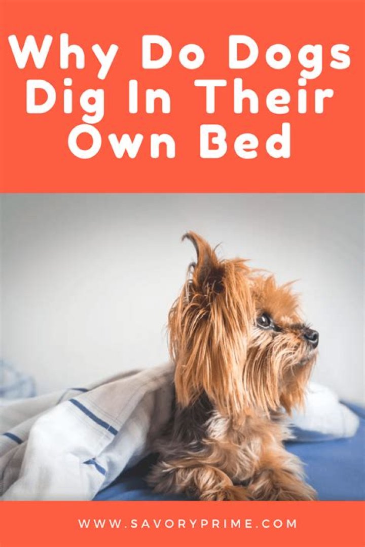Why do dogs dig in their beds?