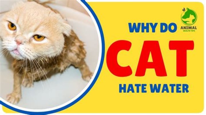 Why do felines hate water?
