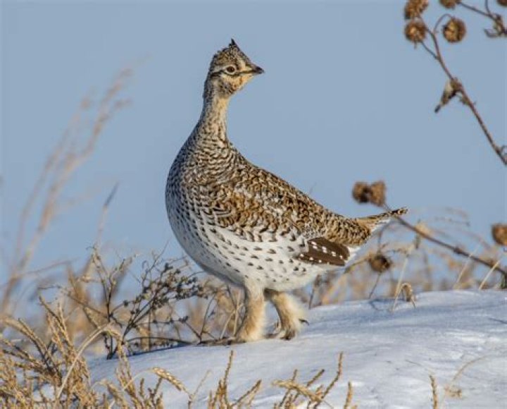 Why do grouse eat gravel?