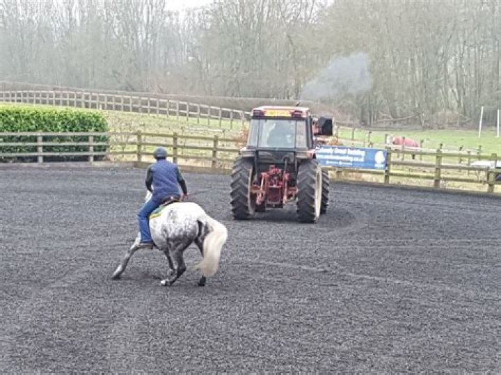 Why do horses spook?