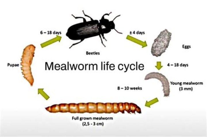 Why do mealworms turn white?