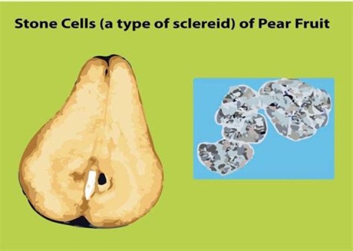 Why do pears have sclereids?