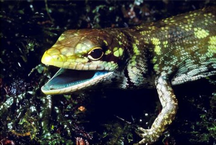 Why do skinks have green blood?