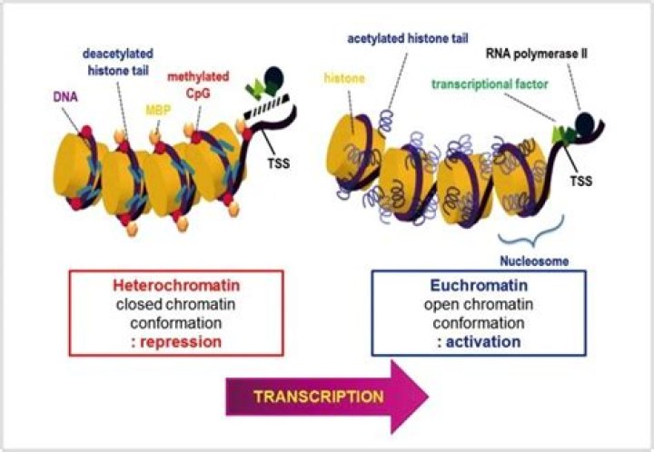 Why euchromatin is transcriptionally active?