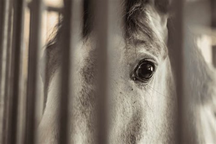 Why has my horse started spooking?