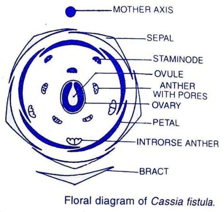 Why is a flower of cassia described as zygomorphic?