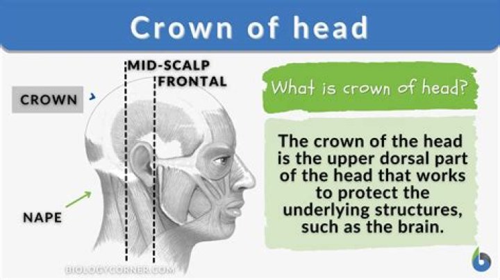 Why is a head called a bonce?