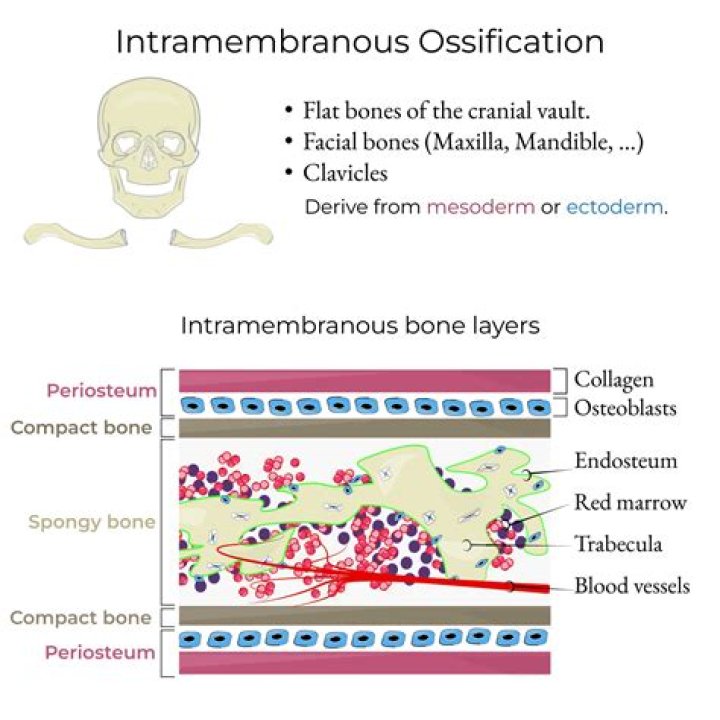 Why is it called intramembranous bone formation?