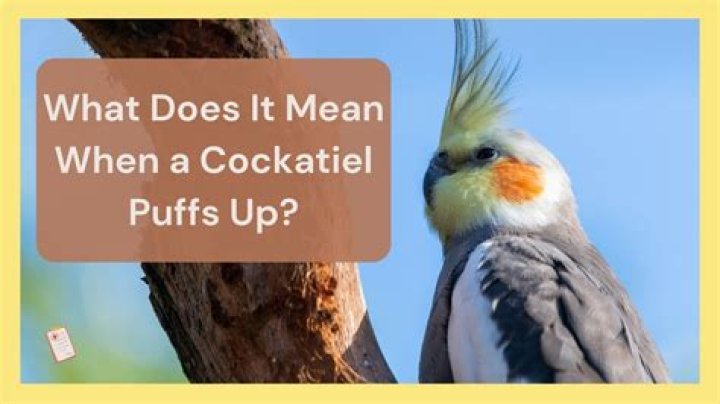 Why is my cockatiel fluffs up?
