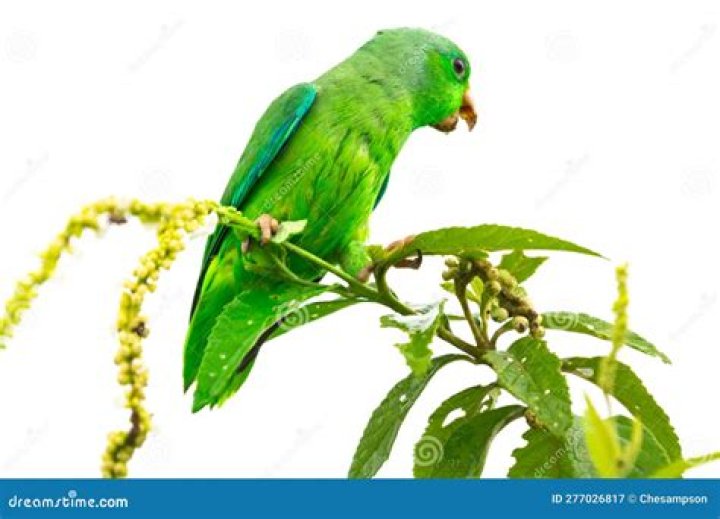Why is my parakeet chirping softly?