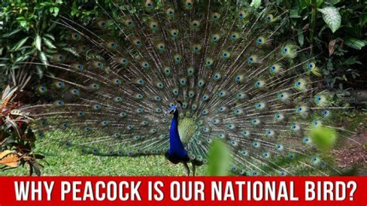 Why is peacock glitchy?