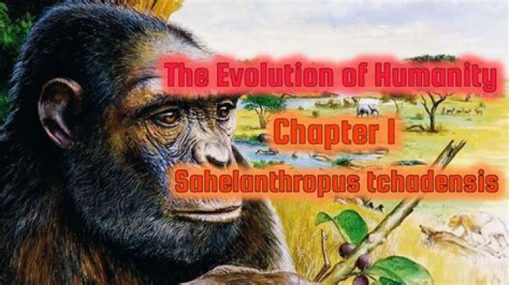 Why is sahelanthropus tchadensis important?