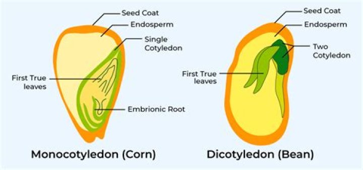 Why is the cotyledon a necessary part of the seed?
