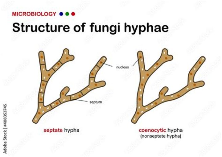Why is the hypha of rhizopus said to be coenocytic?