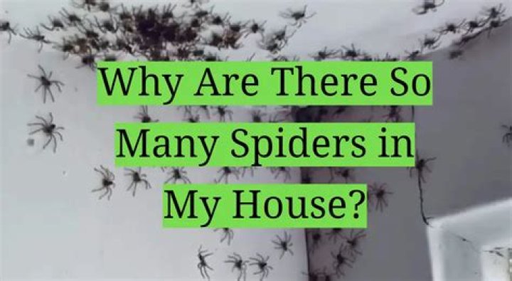 Why lots of spiders in house?