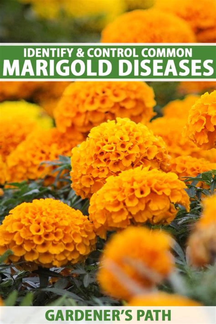 Why marigold in garden?