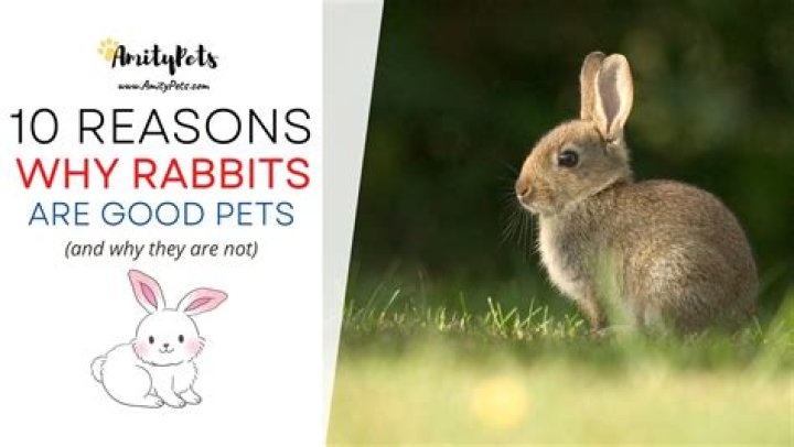 Why rabbits are good pets?