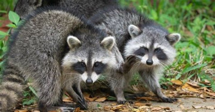 Why racoons are good pets?