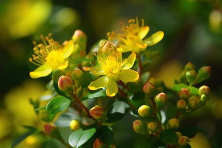 Why won't my hypericum flower?
