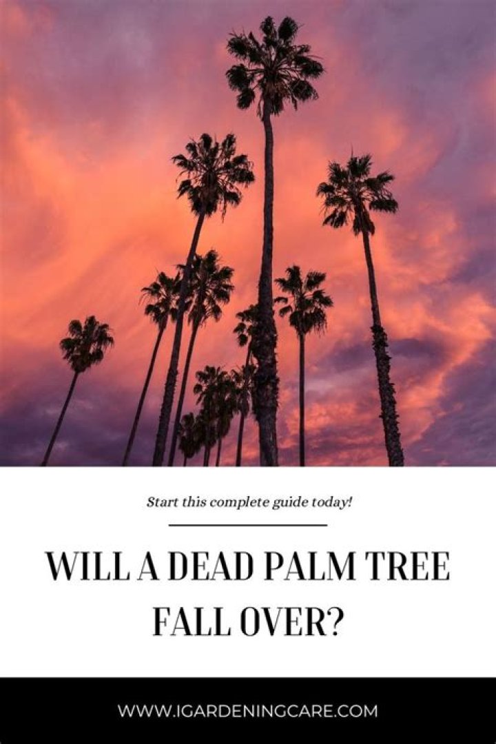 Will a dead palm tree fall over?