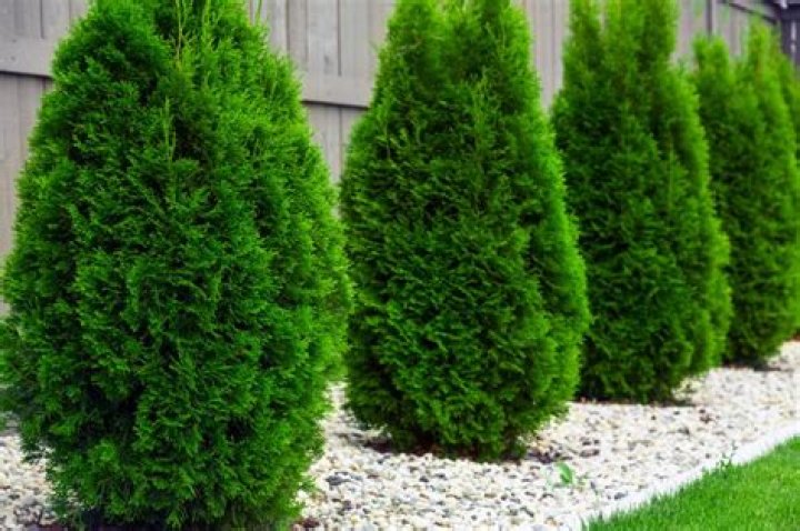 Will arborvitae branches grow back?