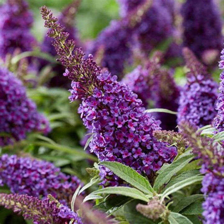 Will buddleia grow in pots?
