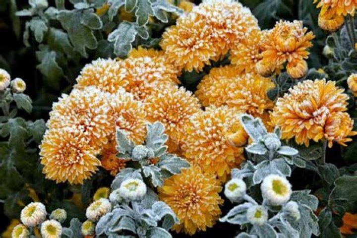 Will chrysanthemums survive winter?
