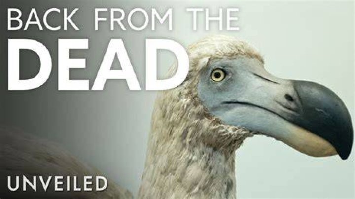 Will dodos come back?