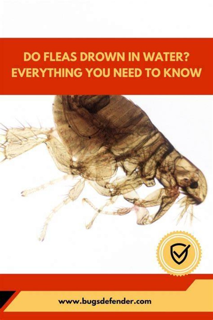 Will fleas die in water?