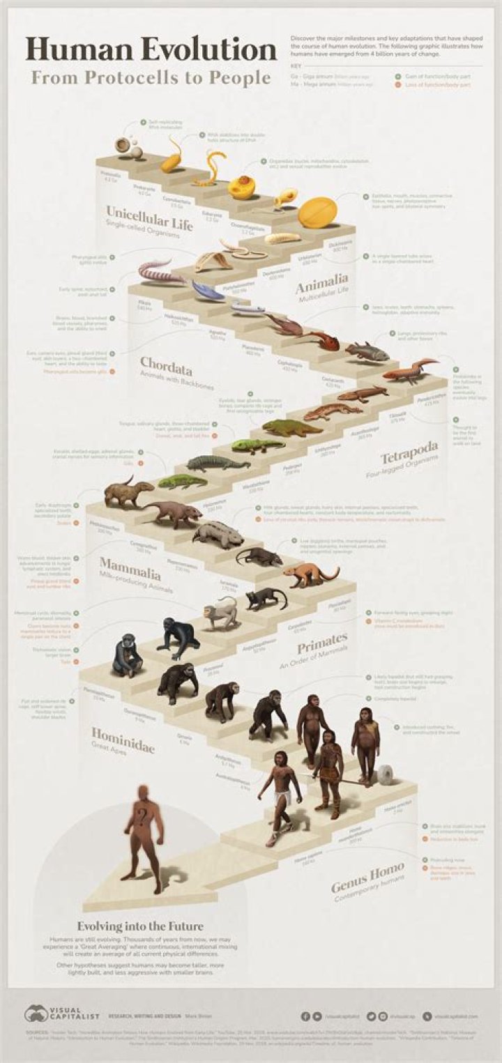 Will homo sapiens evolve?