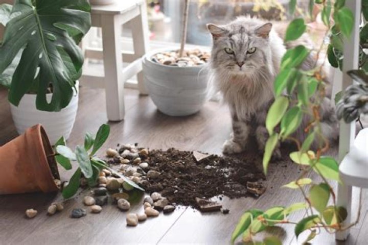 Will lemon pledge keep cats away?