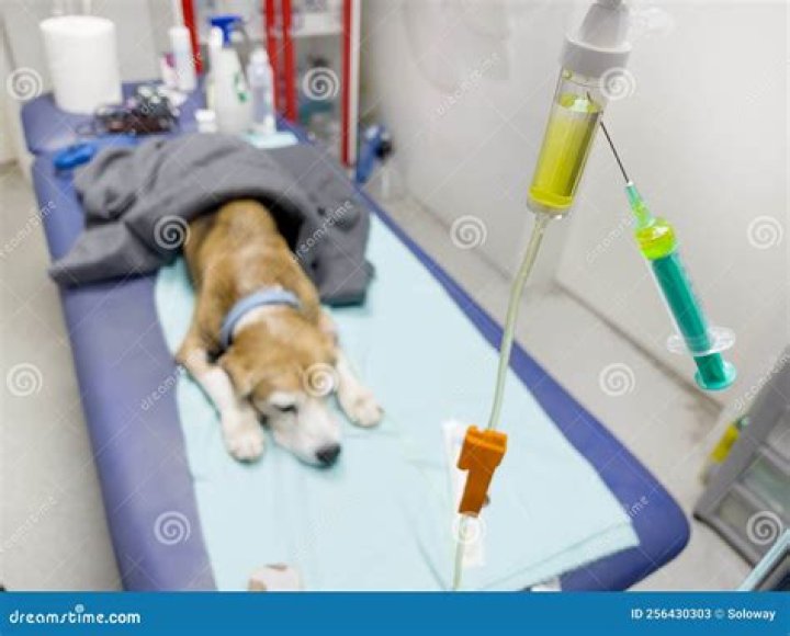 Will potassium hurt a dog?