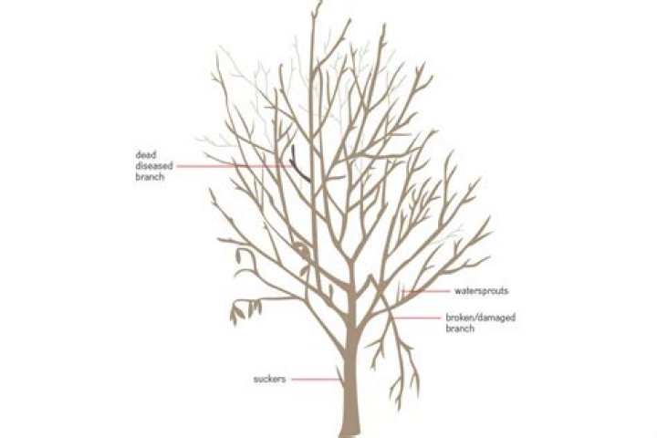 Will pruned branches grow back?