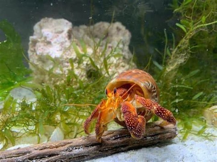 Will puffer fish eat hermit crabs?