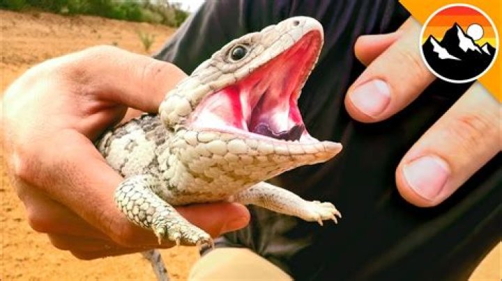 Will skinks bite you?