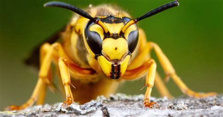 Will tempo kill wasps?
