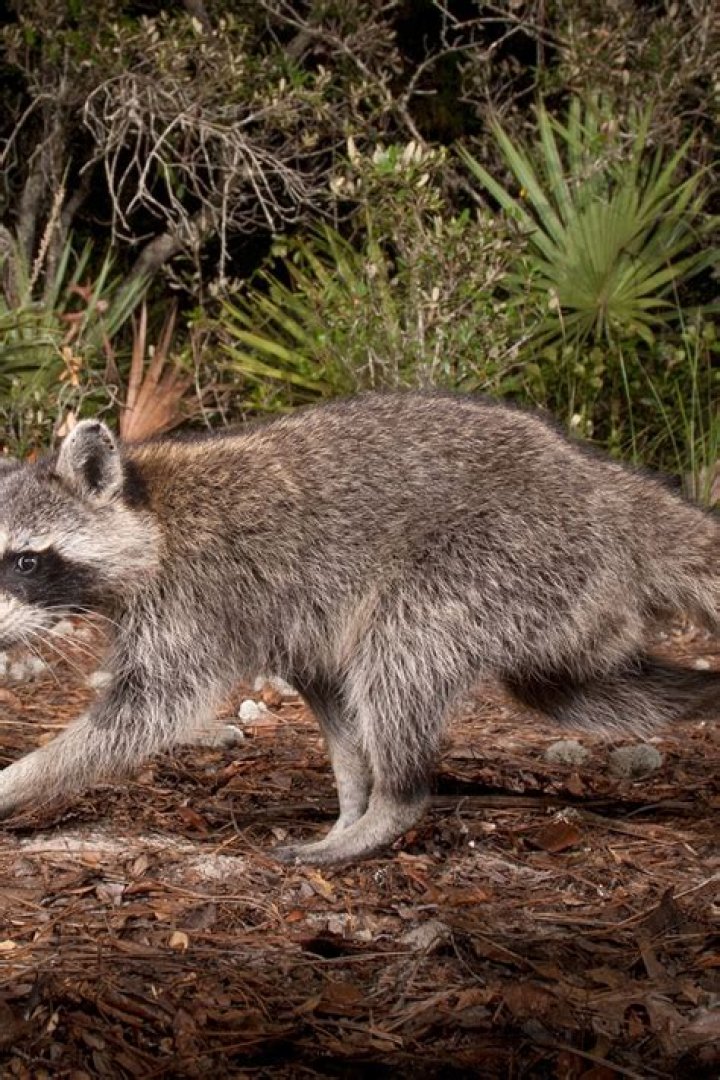 Would a racoon attack a dog?