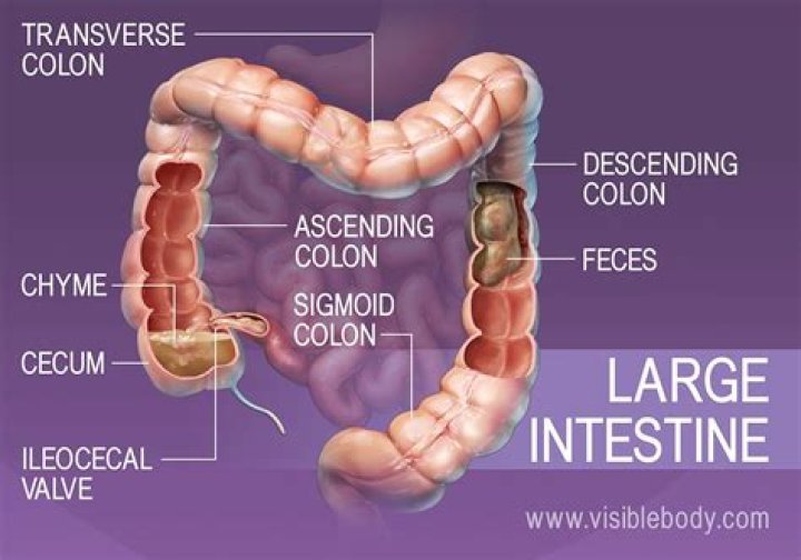 Would large intestine absorb?